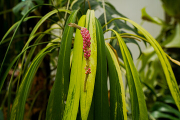 Obraz premium close up Anthurium vittariifolium variegated leaves, rippen fruits