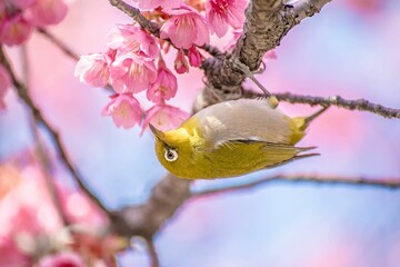 さくら