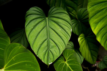 Philodendron mcdowell leaves close up, tropical foliage