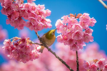 さくら