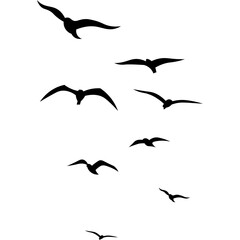 Birds Flying Silhouette