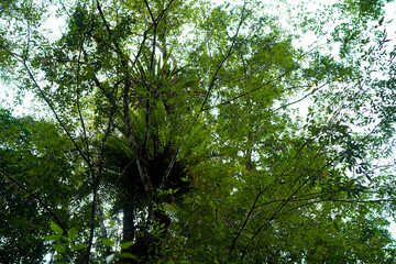 under forest canopy, beautyful green leaves, tropical jungle
