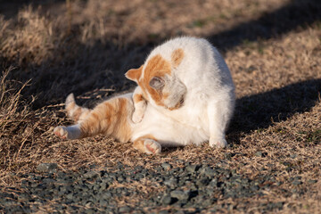 屋外で毛繕いをする可愛い猫　茶トラ白