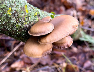 A group of mushrooms growing on a tree branch