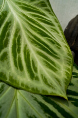 Anthurium crystallinum silver blush close up, heart leaves Anthurium, super bright silver vein