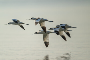 A flock of flying Pied Avocets.