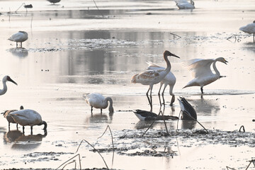 flamingos in the water
