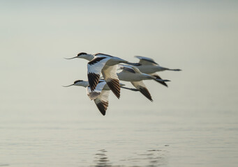 A flock of flying Pied Avocets.