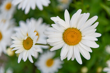 Chamomile flower. Flowering nature closeup. Macro of flowering chamomile. Soft daisy flower. Natural chamomile flower. Flora nature. Bright blooming flower in spring nature