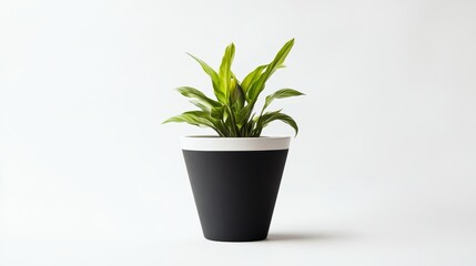 Obraz premium Minimalist black cone matt white planter with plants in it, on a white background, no shadow - greens inside 