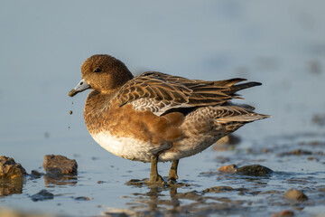 Portrait of a female Eurasian wigeon.