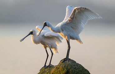 Two black-faced spoonbills stand on the reef and interact.