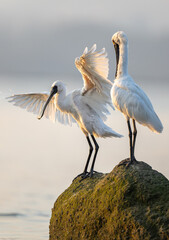 Two black-faced spoonbills stand on the reef and interact.