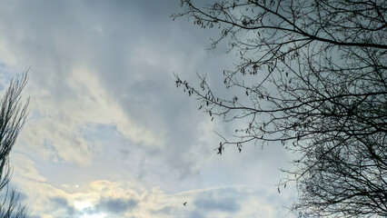 Blue sky with clouds, winter weather. Clouds on the background of trees.