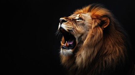 Naklejka premium Majestic Lion Roaring Against Dark Background in Strong Profile View