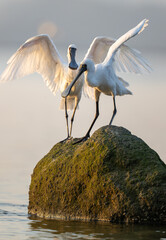 Two black-faced spoonbills stand on the reef and interact.