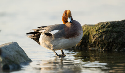 Portrait of a male Eurasian wigeon.