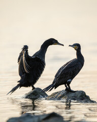 Silhouette of a pair of cormorants.