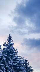 Fototapeta premium Blue sky with clouds, winter weather. Clouds on the background of trees.