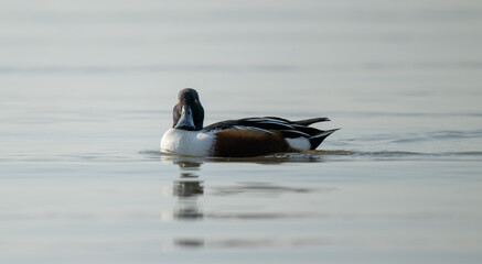 Portrait of a Northern Shoveler Duck.