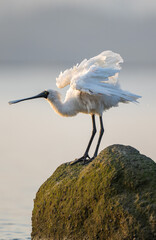 A black-faced spoonbill stands on the rocks enjoying the sunshine.