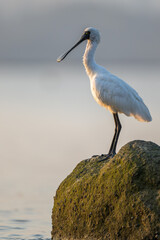 A black-faced spoonbill stands on the rocks enjoying the sunshine.