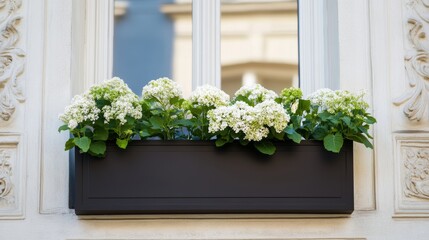 Fototapeta premium Modern rectangular window box with hydrangeas and baby's breath in a dark brown planter, on the windowsill of an elegant Parisian building with a white plastered facade, intricate carvings, 