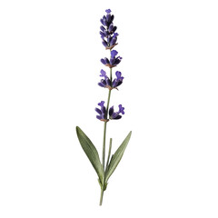 Fototapeta premium Real Pressed a single minimal lavender flower plant paper isolated on transparent background