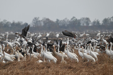 Obraz premium pelicans in flight