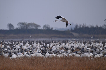 Obraz premium seagulls in flight