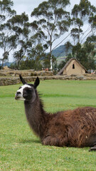 Fototapeta premium Vertical image of Brown baby llama laying down on green grass with traditioin Peruvian buildings in the background