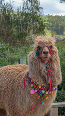 Vertical image of Light brown llama decorated with native colourful woolen balls