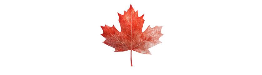 Striking red maple leaf in isolation against a black backdrop vibrant