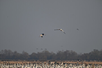 geese in flight