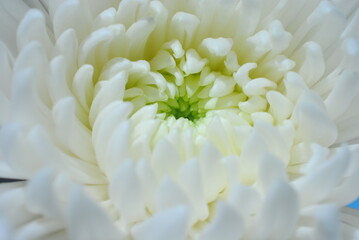 菊　白菊　静物　クローズアップ