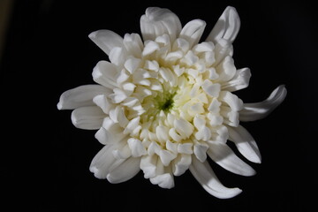 菊　白菊　静物　クローズアップ