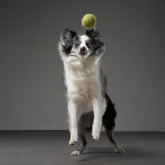 A border collie stands on its hind legs, balancing a tennis ball on its nose, appearing focused.