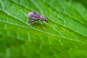 Macro shot of a Curculionidae weevil on a vibrant green leaf. The detailed closeup highlights its textured exoskeleton, delicate legs, and antennae, creating a striking contrast.