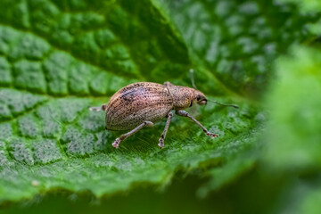 Macro shot of a Curculionidae weevil on a vibrant green leaf. The detailed closeup highlights its textured exoskeleton, delicate legs, and antennae, creating a striking contrast.