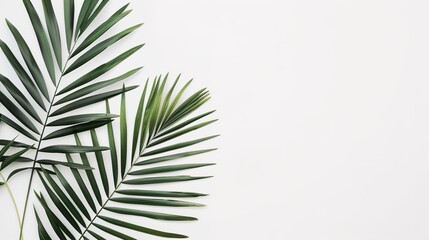 The White Background of Palm Sunday: Exploring the Visual Mysteries and Cultural Depths in the Religious Context