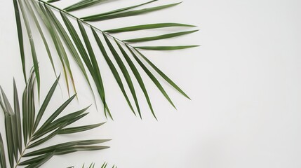 Fototapeta premium The White Background of Palm Sunday: Exploring the Visual Mysteries and Cultural Depths in the Religious Context