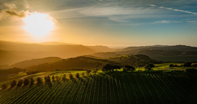 Carmel Valley vineyards glow in  a bright winter sunset. An aerial rural scene of rolling hills and golden fields - Powered by Adobe