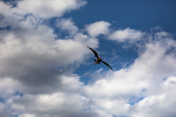Eagle in Hemu Scenic Area, Altay, Xinjiang, China