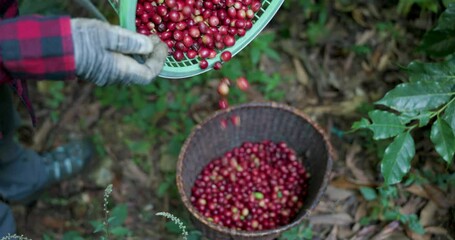farmer pouring red coffee beans into basket 4k video slow motion.
 - Powered by Adobe