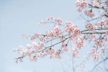 青空に桜の枝
