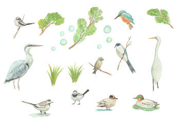 水彩絵の具で描いた野鳥セット