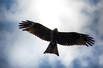 Eagle in Hemu Scenic Area, Altay, Xinjiang, China