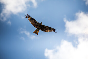 Fototapeta premium Eagle in Hemu Scenic Area, Altay, Xinjiang, China