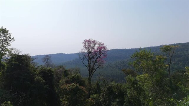 Lone pink lapacho tree in Argentine forest, resilience and beauty of nature