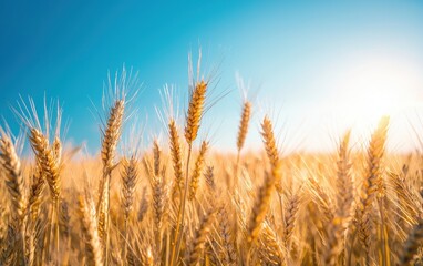 Fototapeta premium A golden wheat field gently swaying in the summer breeze under a bright blue sky